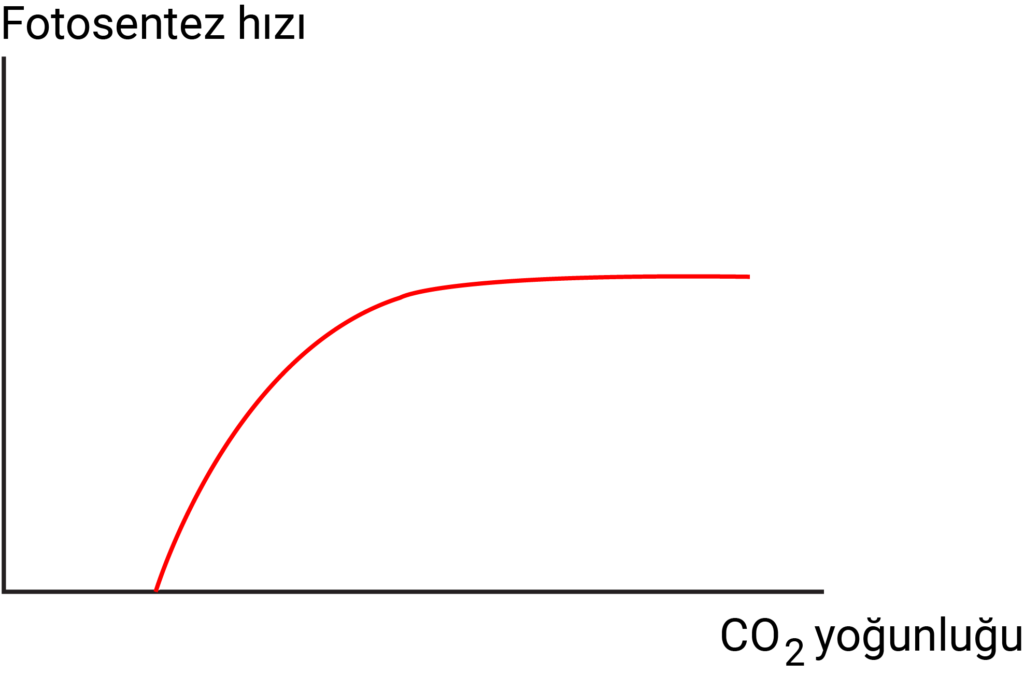 karbondioksit-ve-fotosentez-hizi