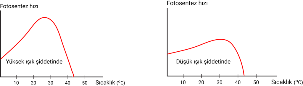 enzimin-sicakliga-bagli-calisma-hizi