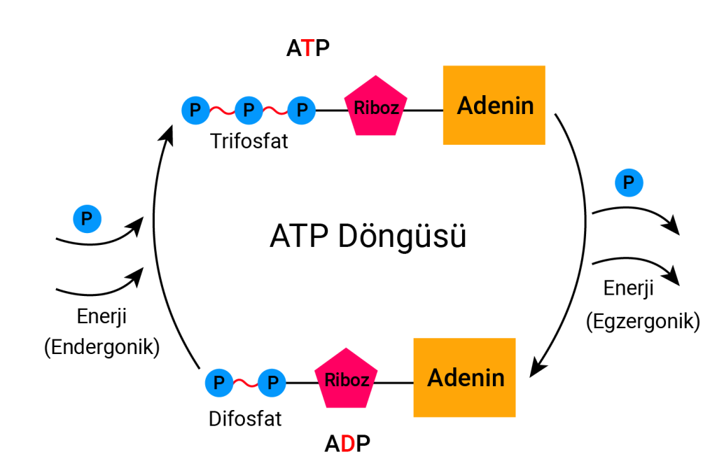atp_dongusu