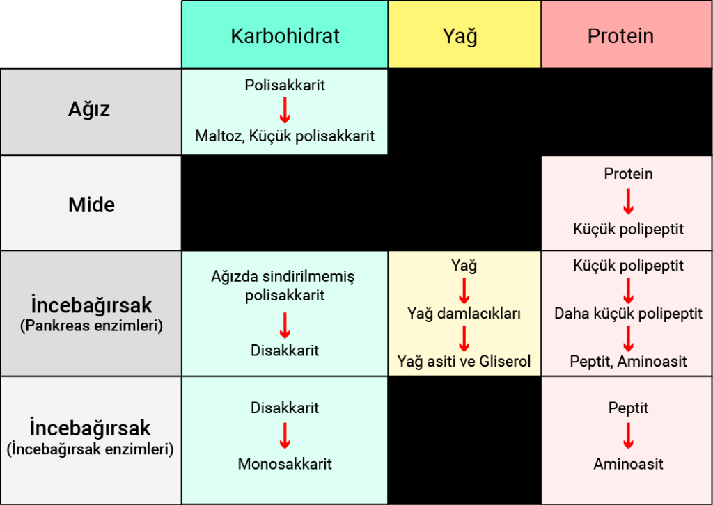 besin_sindirim_tablosu