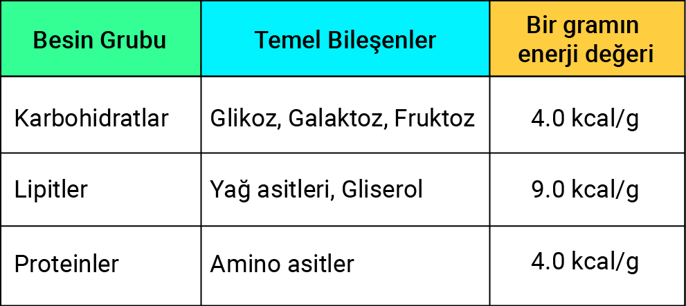 besinler_ve_kalori_degerleri