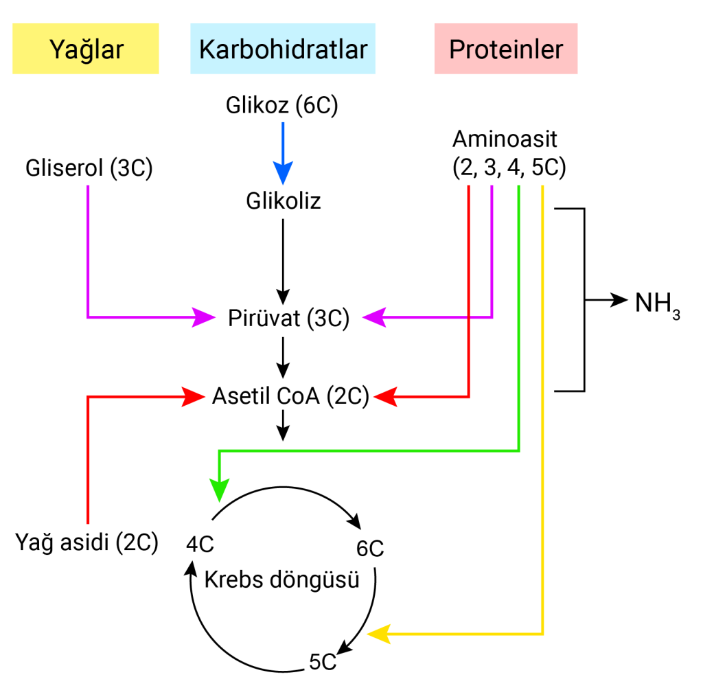 besinlerin_solunuma_katılımı