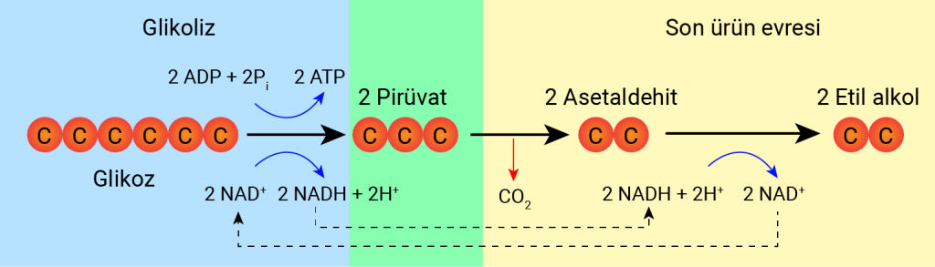 etil_alkol_tepkime_2