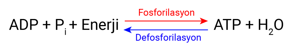 fosforilasyon_defosforilasyon