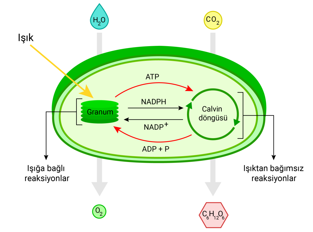 fotosentez_kloroplast