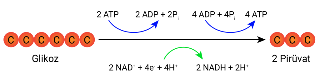 glikoliz_tepkimeleri