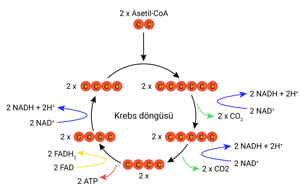 krebs_dongusu_tepkimeleri