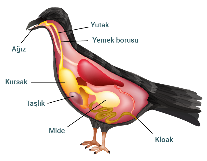 kus_sindirim_sistemi