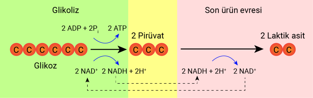 laktikasit_tepkimesi_2