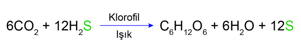 mor_kukurt_bakterisi