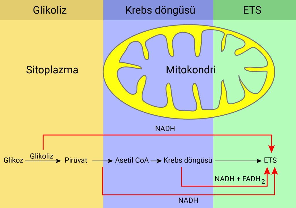 oksijenli_solunum_evreleri