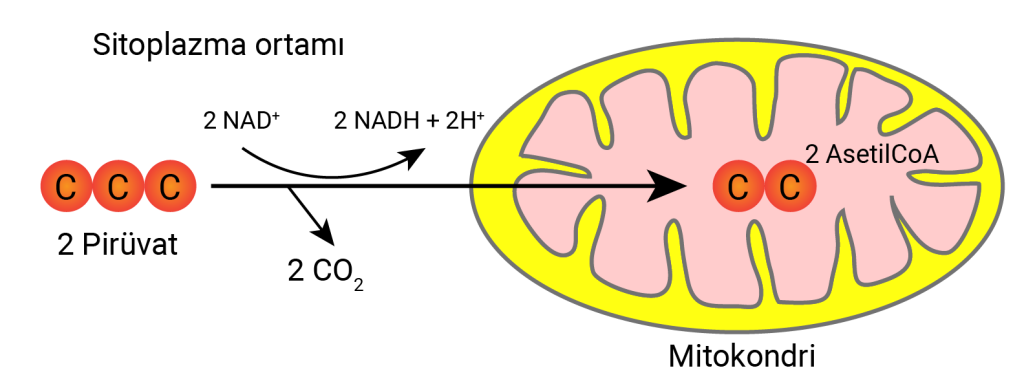 piruvat_oksidasyonu