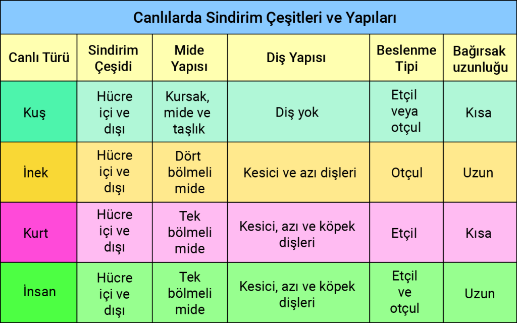 sindirim_cesitleri