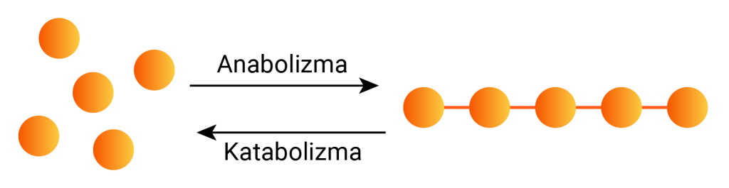 anabolizma_katabolizma