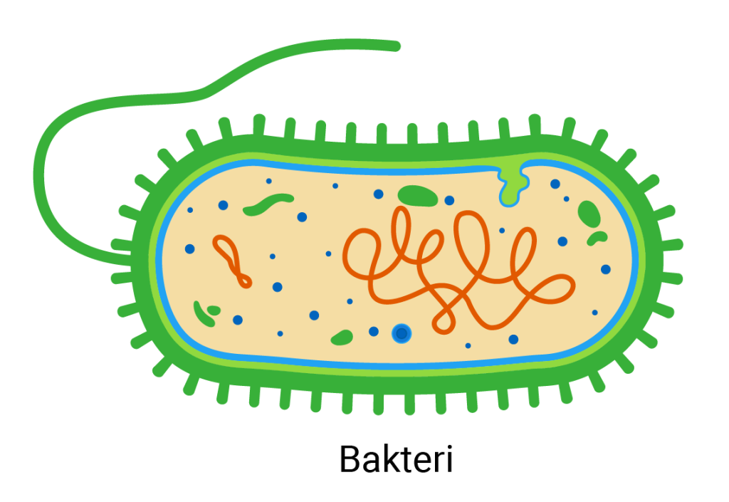 bakteri_hucresi
