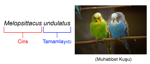 binomial_ikili_isimlendirme