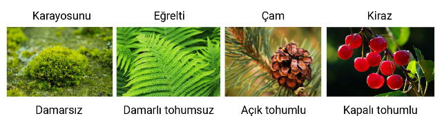 bitki_turleri
