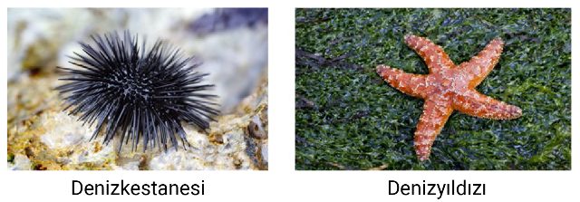 derisidikenliler_sinif