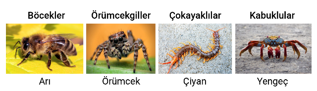 eklembacaklilar_sinifi