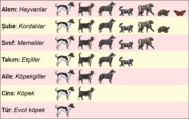 siniflandirma_ornegi