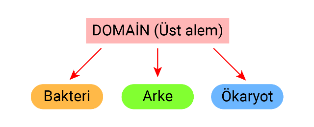 siniflandirma_semasi