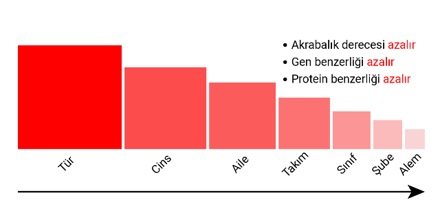 taksonomik_birimler_2