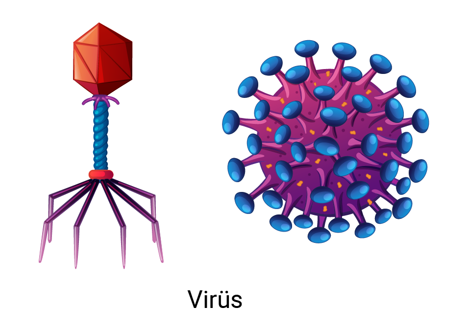 virus