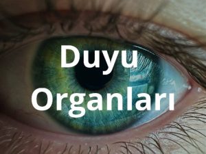 duyu_organlari