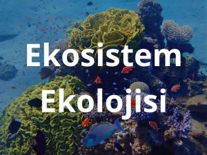 ekosistem_ekolojisi