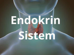 endokrin_sistem