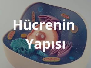 hucre_ve_organelleri