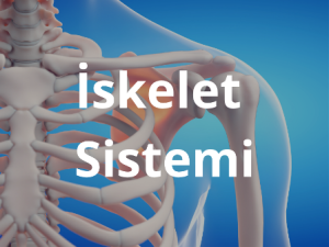 iskelet_sistemi