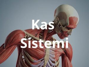kas_sistemi
