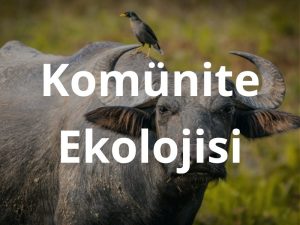 komunite_ekolojisi