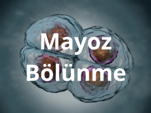 mayoz_bolunme