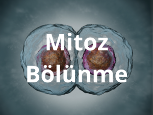 mitoz_bolunme