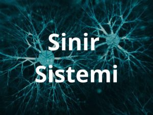sinir_sistemi