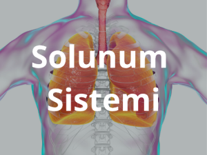 solunum_sistemi