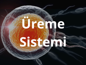ureme_sistemi